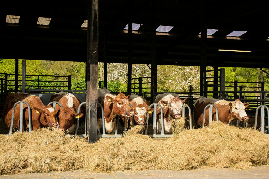 Eurostat, produzione animale: tendenze del 2025
