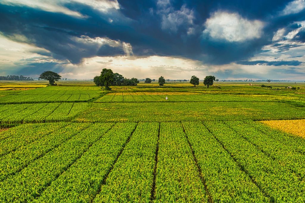 Nuovi aiuti UE per 90 milioni di euro per il settore agricolo italiano