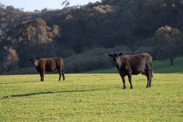 Black Angus