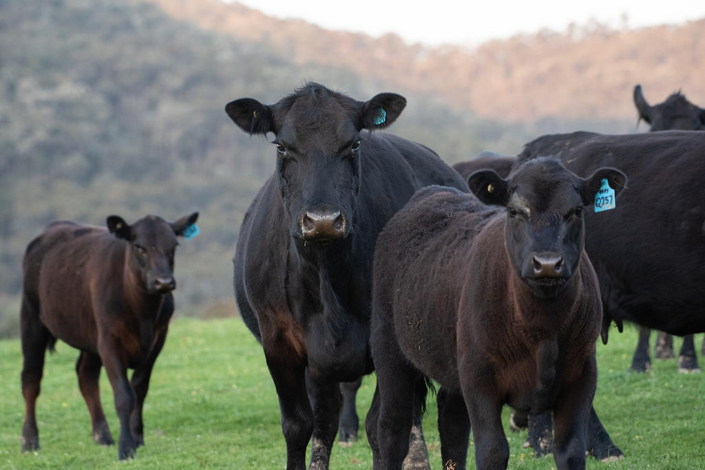 Razze bovine