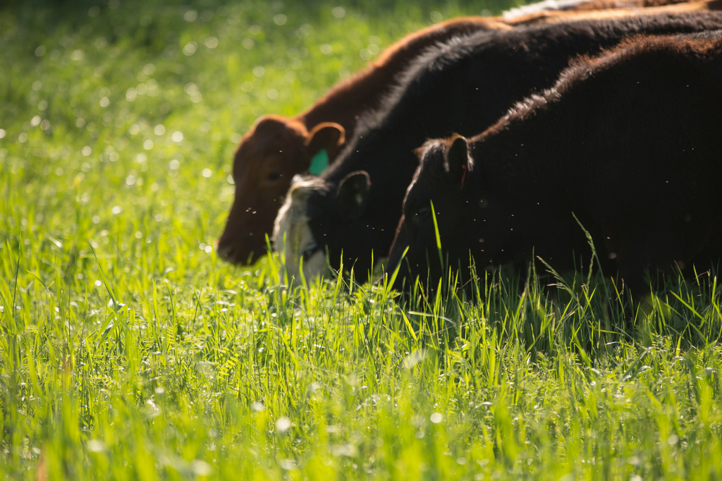 Carne grass-fed: un'alternativa più sana e sostenibile