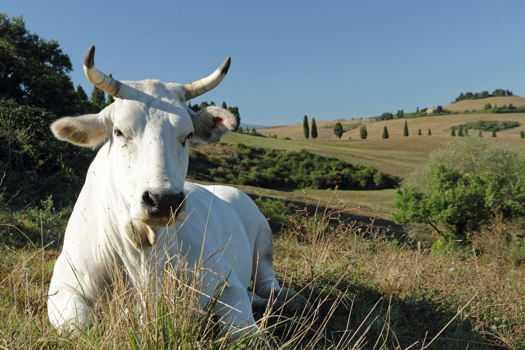 Masera: l’arte della carne - La nostra storia