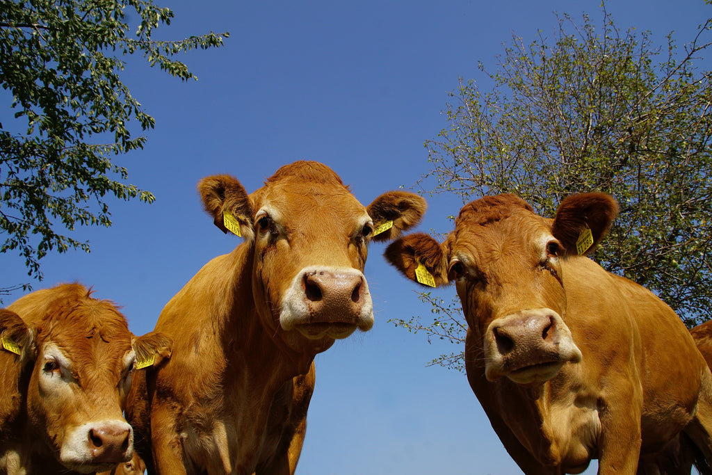 Razze bovine