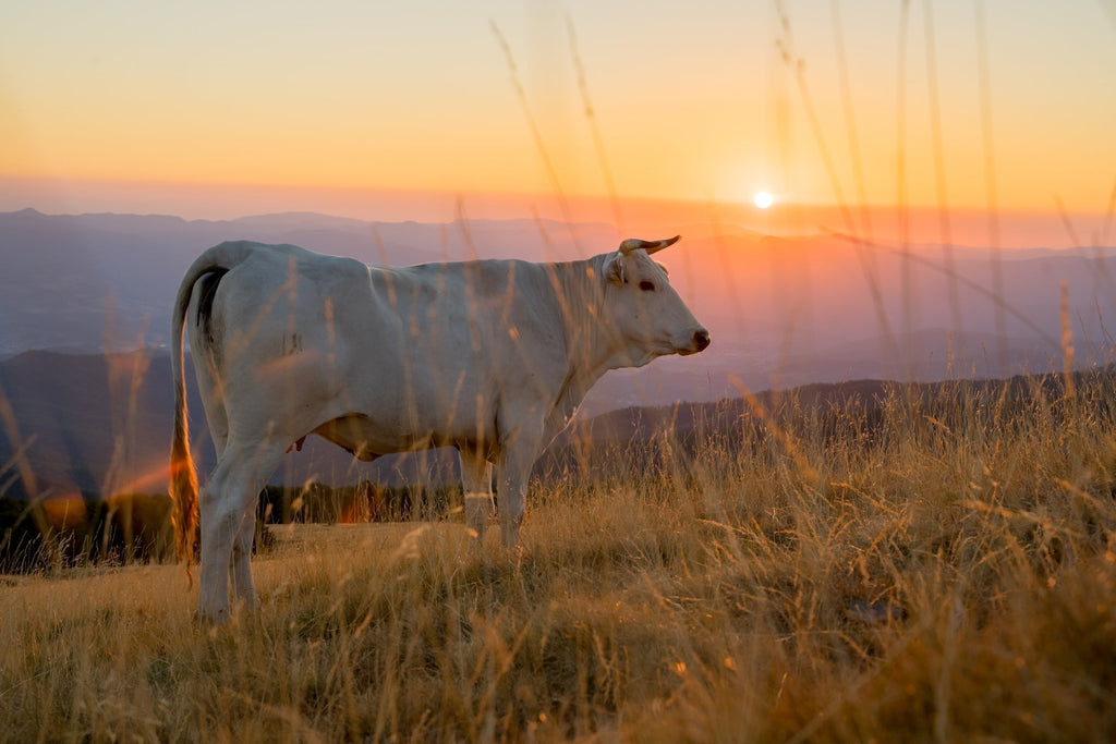 Masera: l'arte della carne - Una storia toscana dal 1950